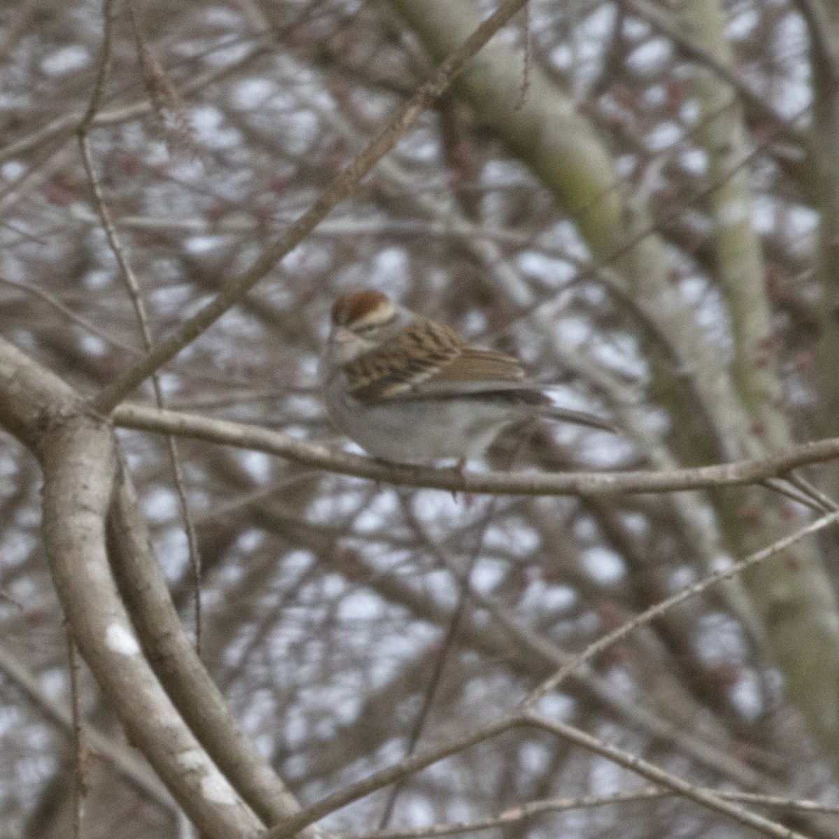 Chipping Sparrow - ML82887271