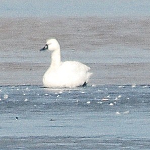 Tundra Swan - ML82887671