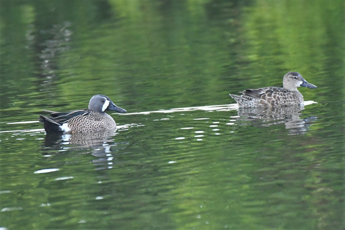 Blue-winged Teal - birdclub newprovidence