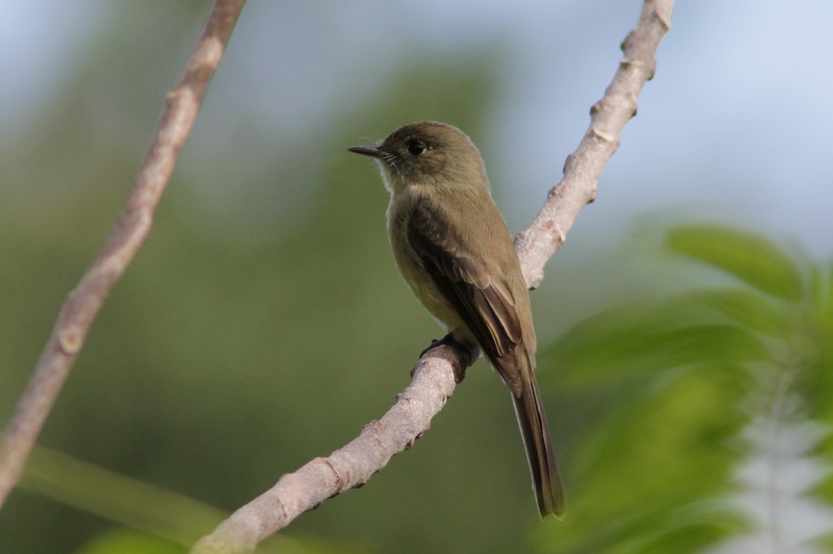 Hispaniolan Pewee - Richard Dunn