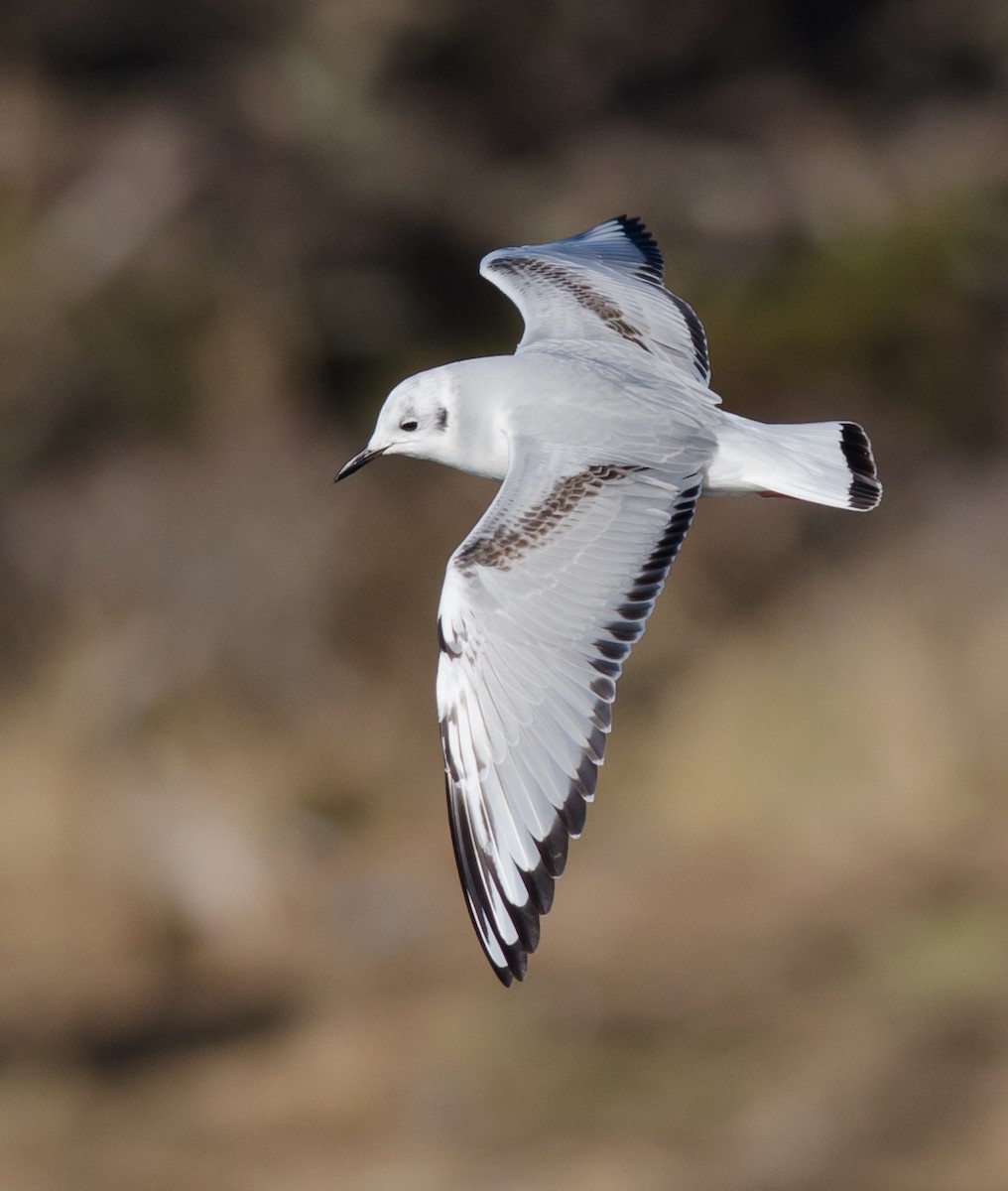 Bonaparte's Gull - Alix d'Entremont