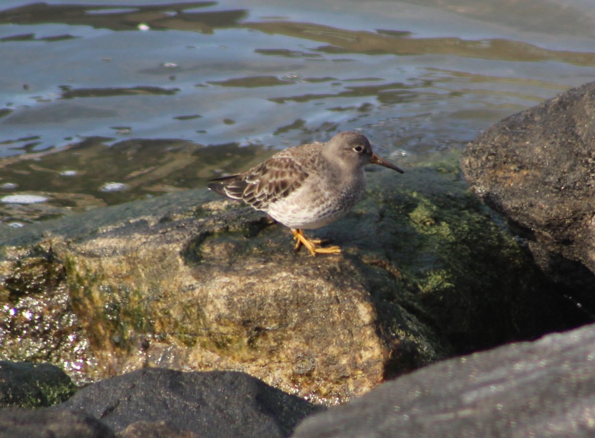Purple Sandpiper - ML82892061
