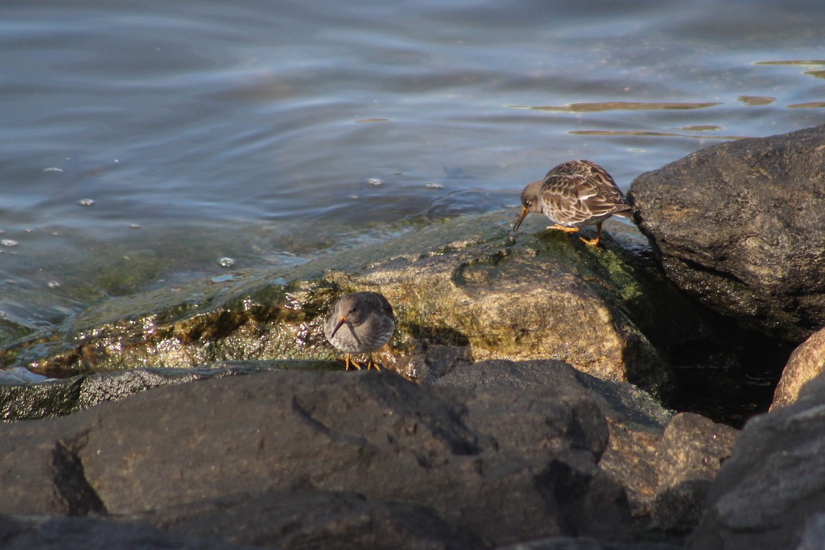Purple Sandpiper - ML82892201