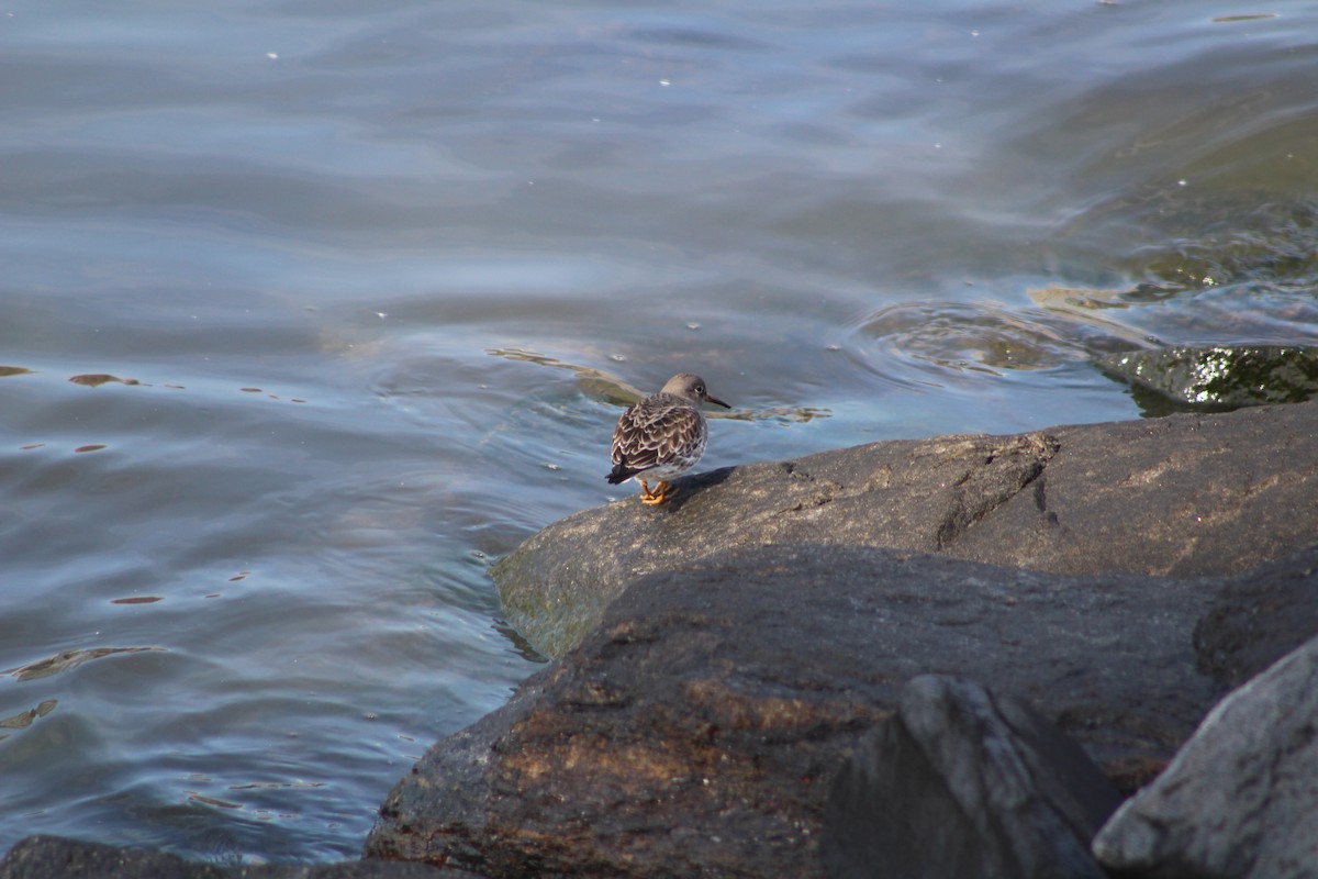 Purple Sandpiper - ML82892481