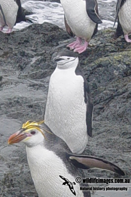 Пінгвін антарктичний - ML82892661