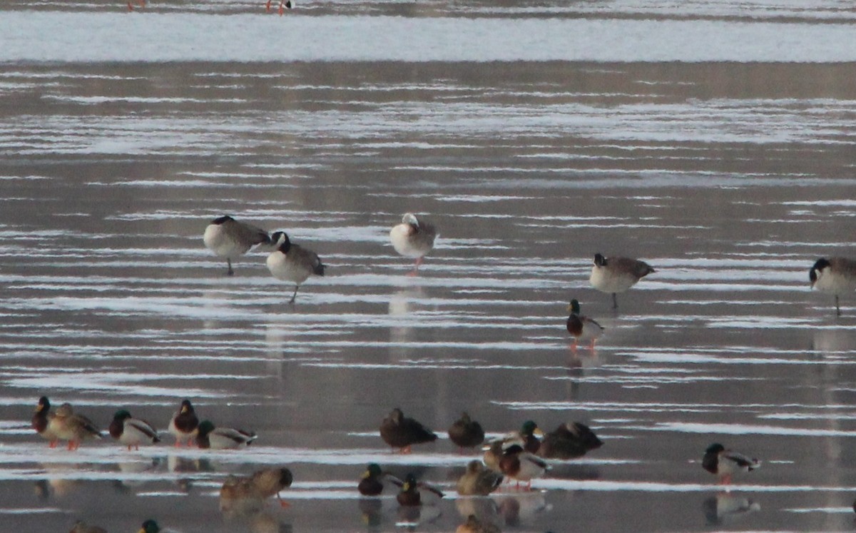 Greater White-fronted Goose - ML82892931