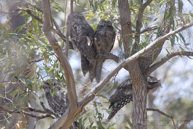 Tawny Frogmouth - ML82893711