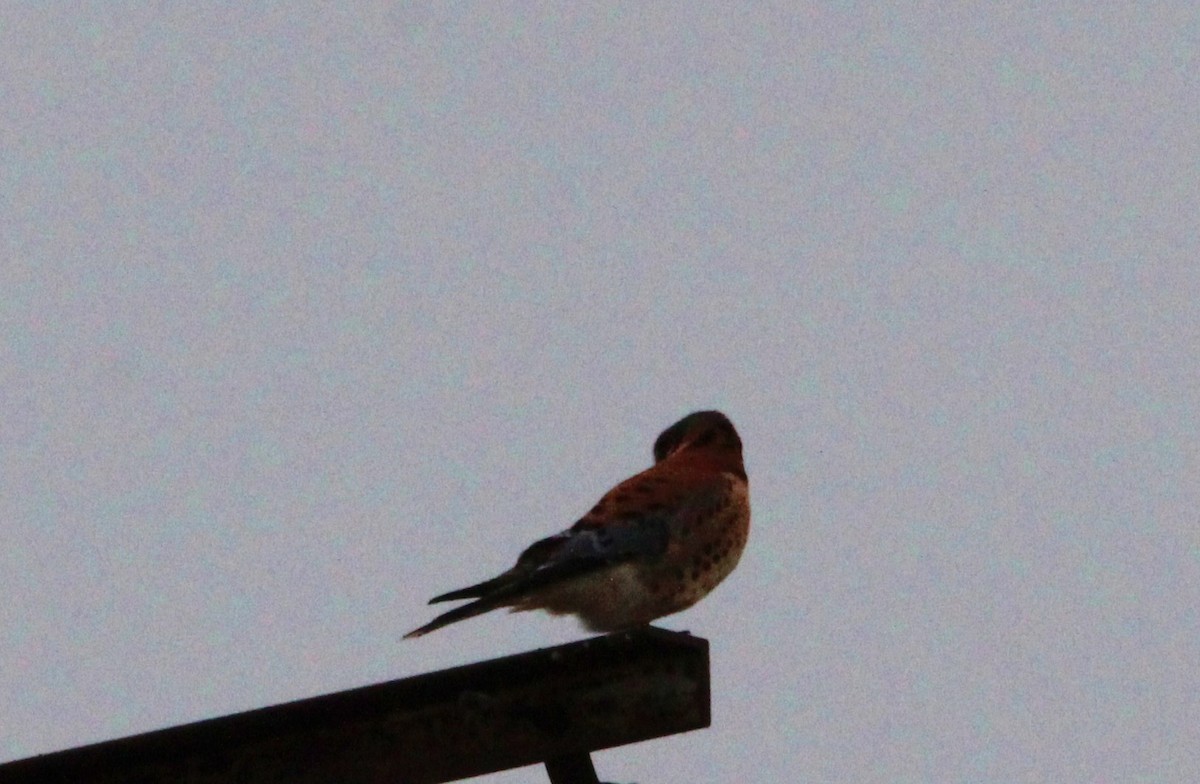 American Kestrel - ML82894261