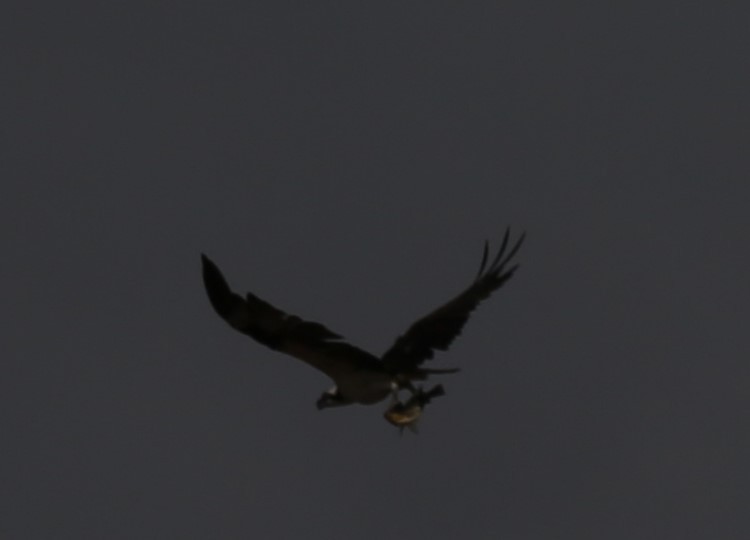 Osprey - ML82896251