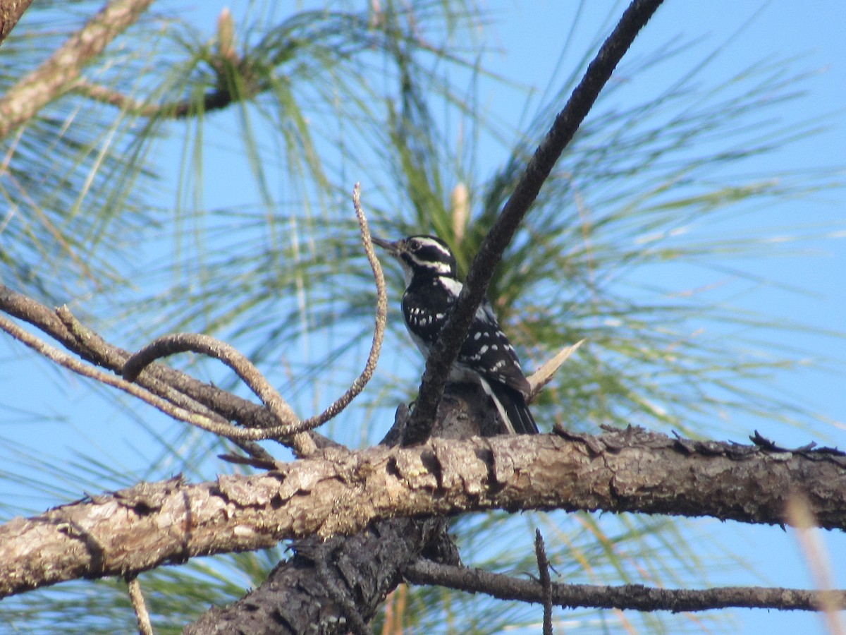 Hairy Woodpecker - ML82898301