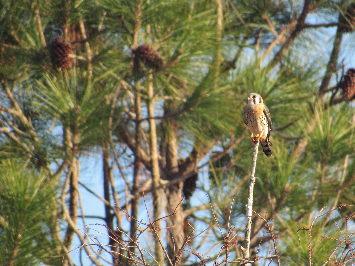 American Kestrel - ML82898371