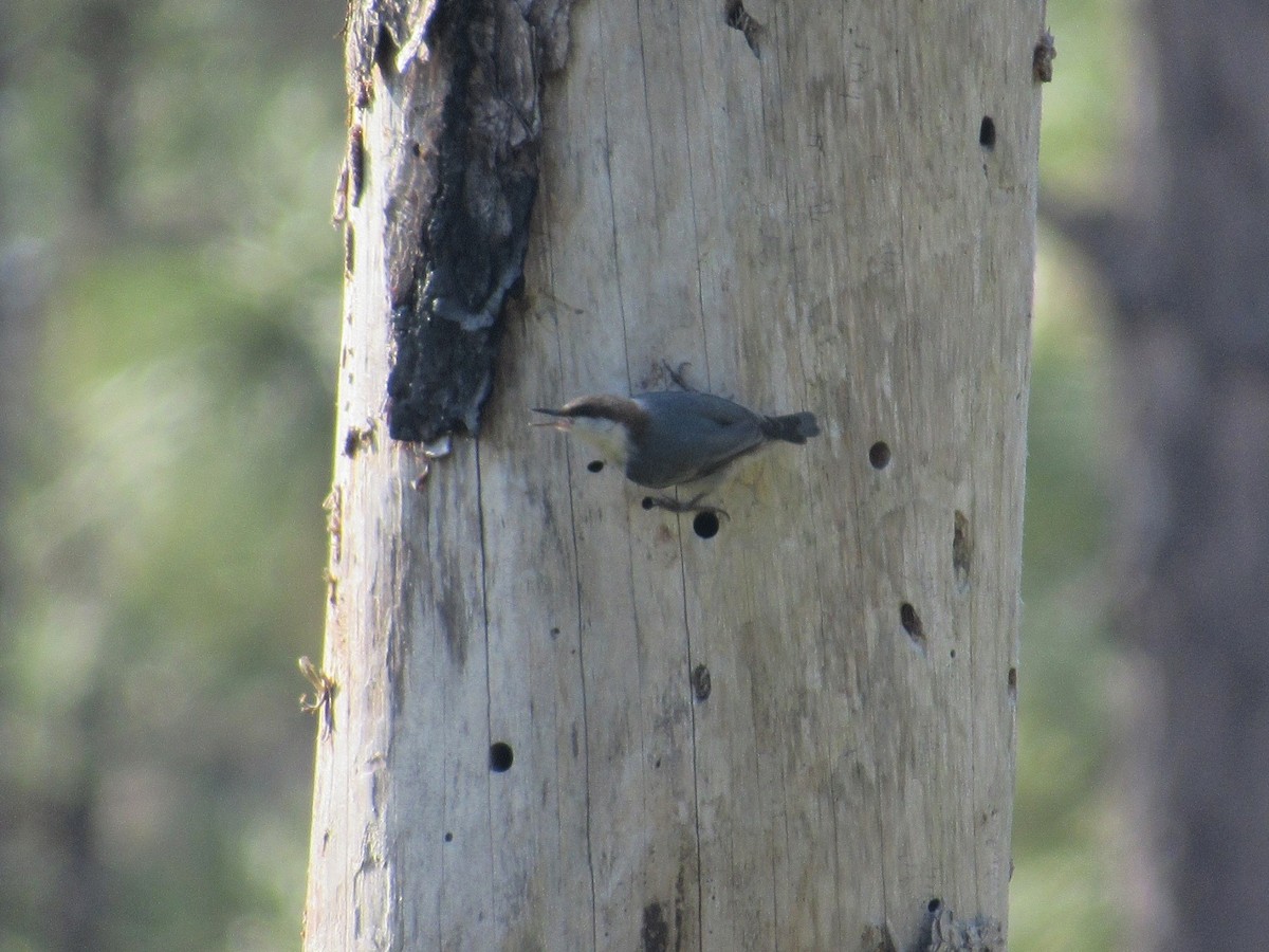 Brown-headed Nuthatch - ML82898991