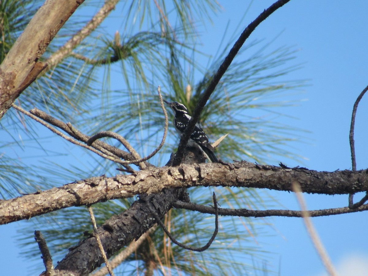 Hairy Woodpecker - ML82899361
