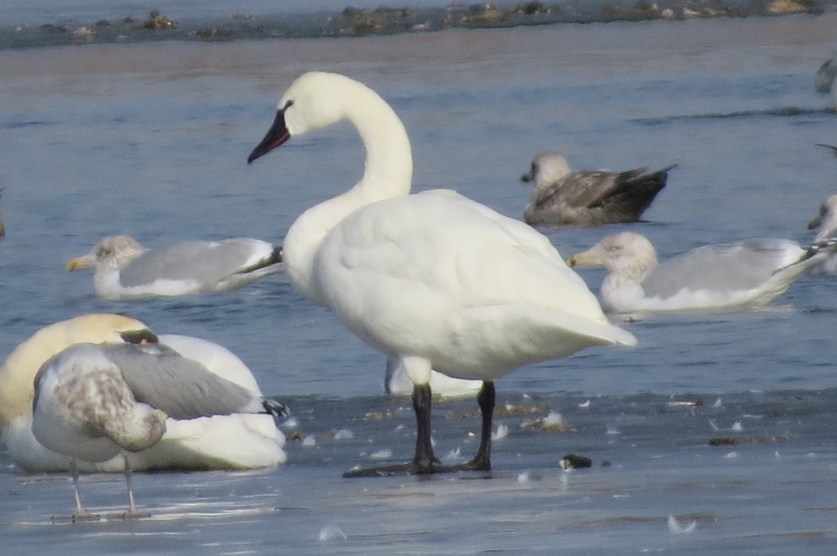 Tundra Swan - ML82901551