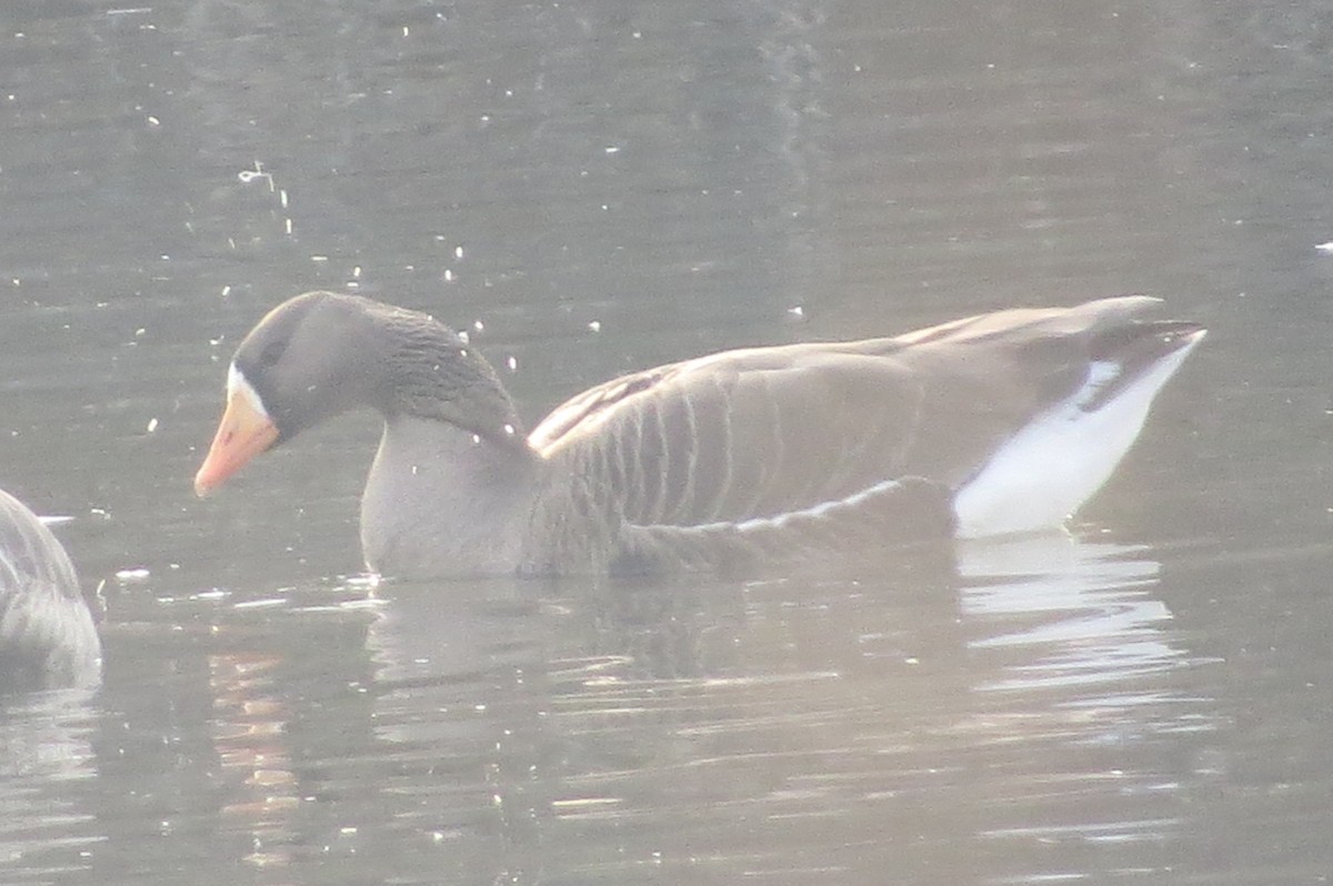 Greater White-fronted Goose - ML82903101