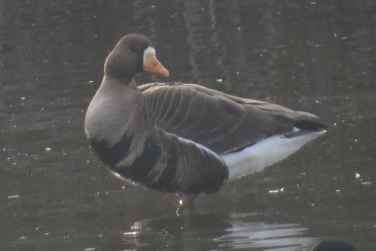 Greater White-fronted Goose - ML82903111