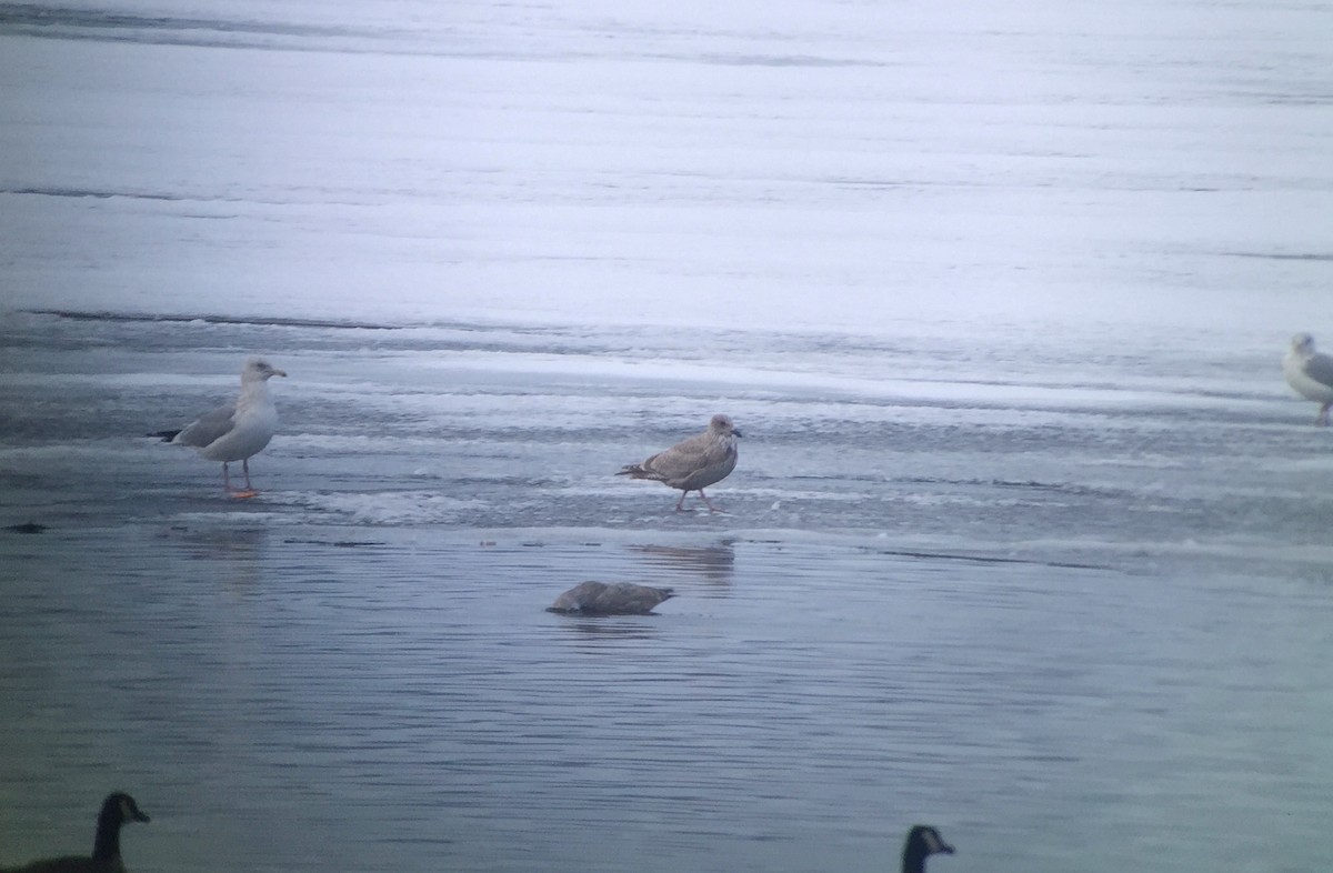 Iceland Gull - ML82903651