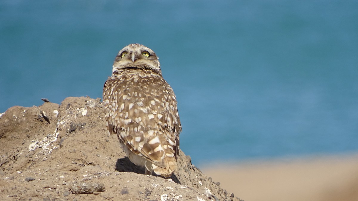 Burrowing Owl - Ariel Silva Narváez