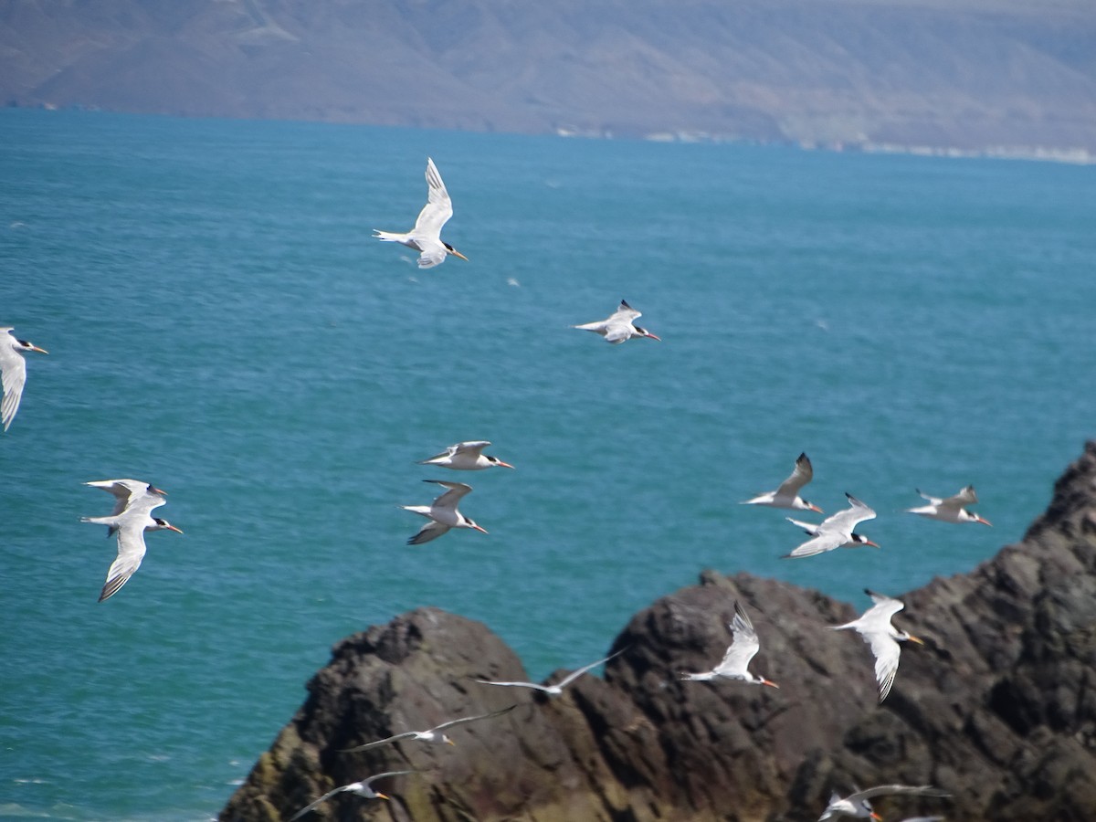 Elegant Tern - ML82905691