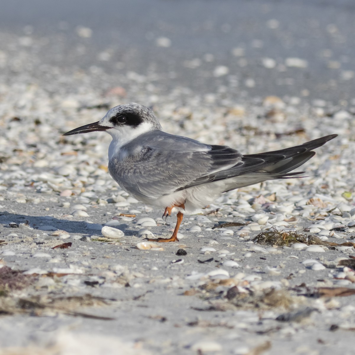 Forster's Tern - ML82907671