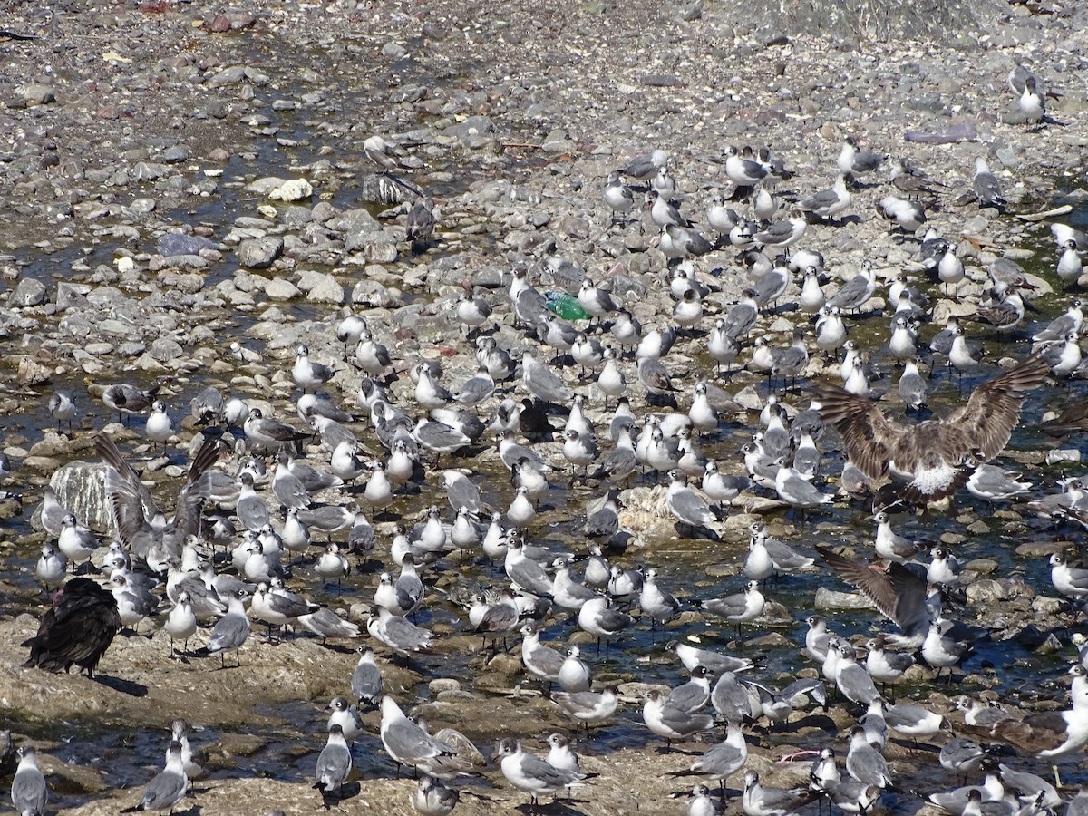 Sooty Tern - ML82908261