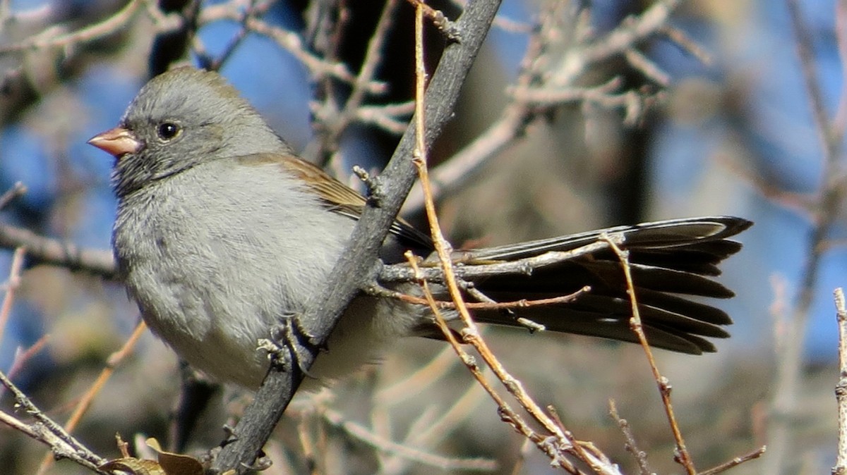 Black-chinned Sparrow - ML82908341