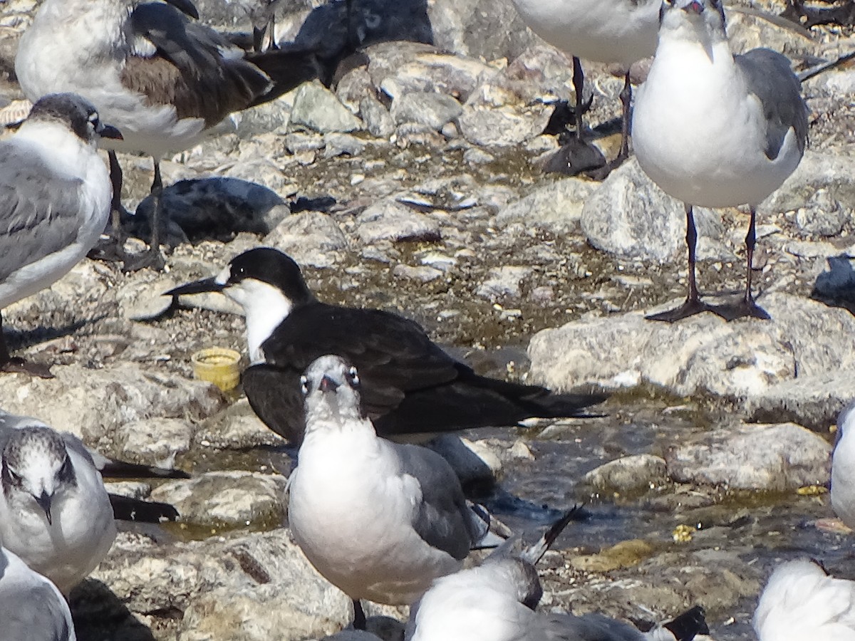 Sooty Tern - ML82908501