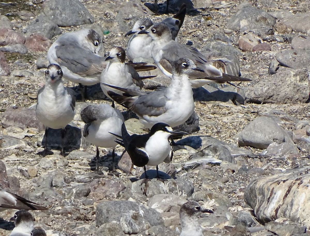 Sooty Tern - Ariel Silva Narváez