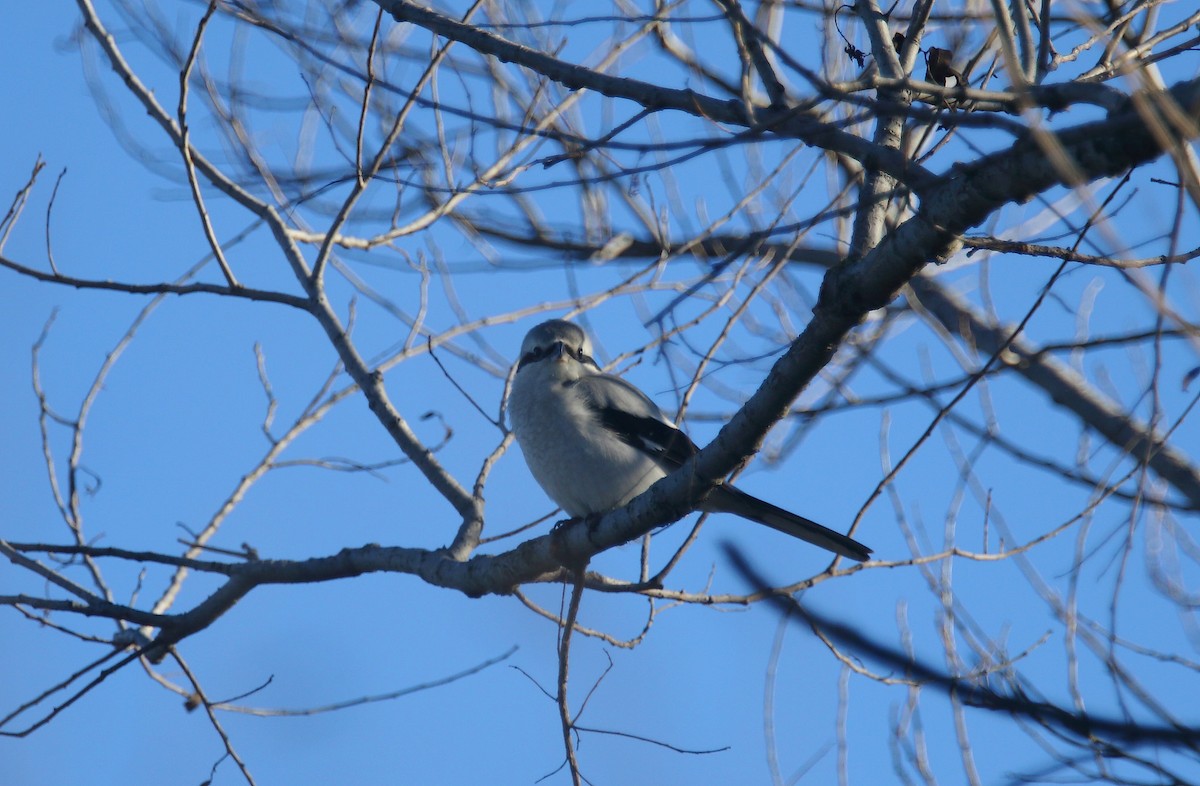 Northern Shrike - Jim Thomas