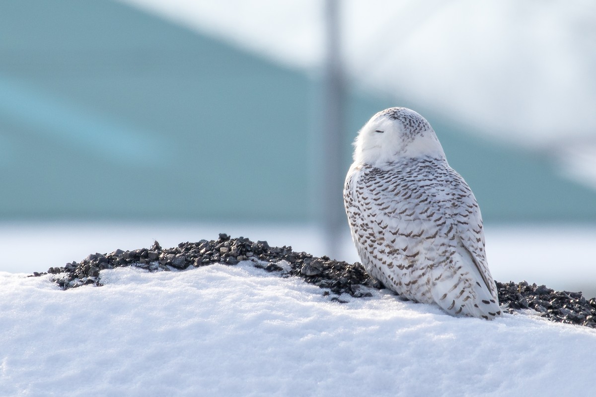 Snowy Owl - Drew Weber