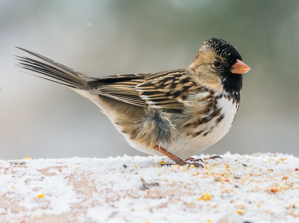 Harris's Sparrow - Jim Merritt