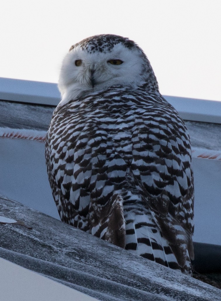 Snowy Owl - ML82914231