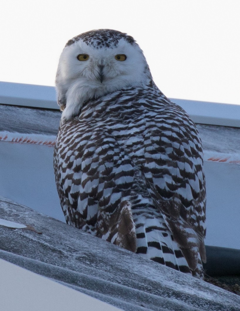 Snowy Owl - ML82914241