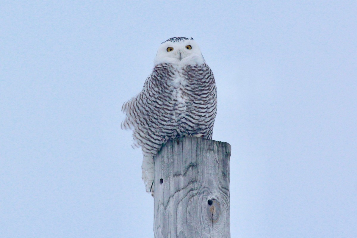 Snowy Owl - ML82914341