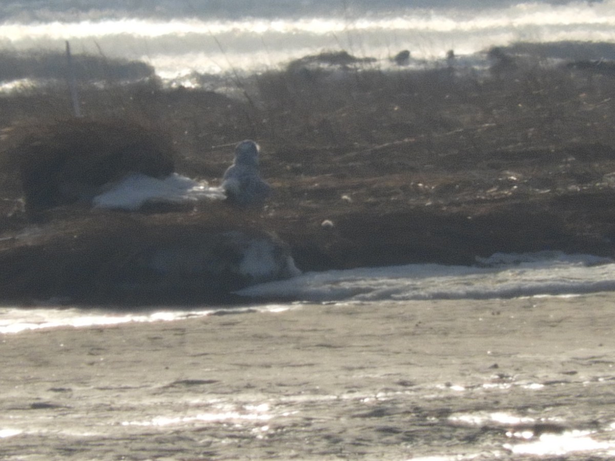 Snowy Owl - ML82914351