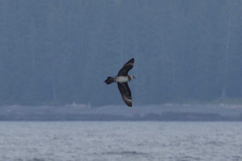 Parasitic Jaeger - Epi Shemming