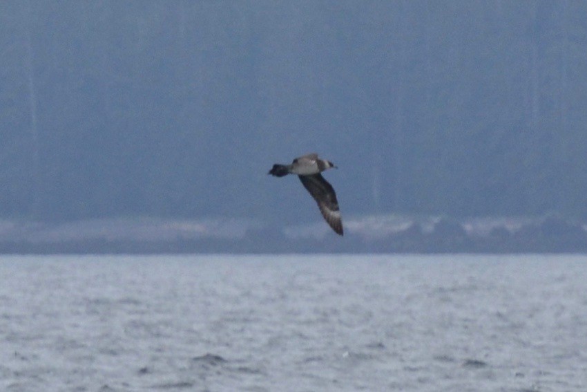 Parasitic Jaeger - ML82914841