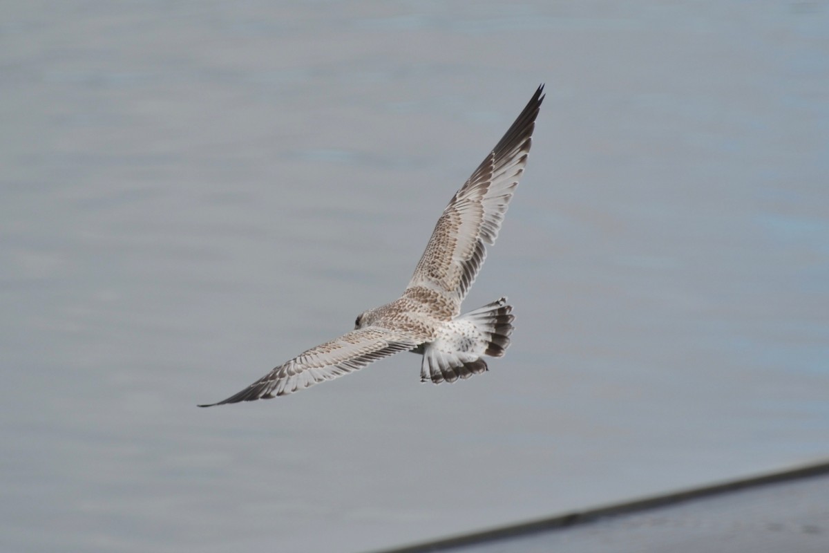 Ring-billed Gull - ML82915181