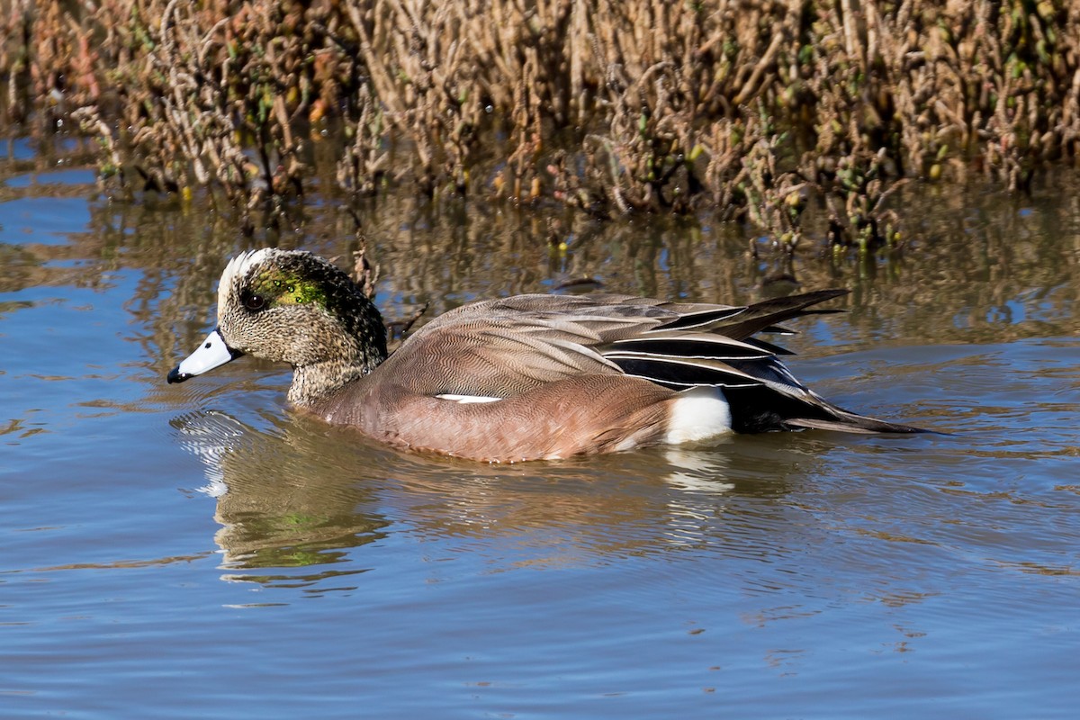 American Wigeon - ML82915391