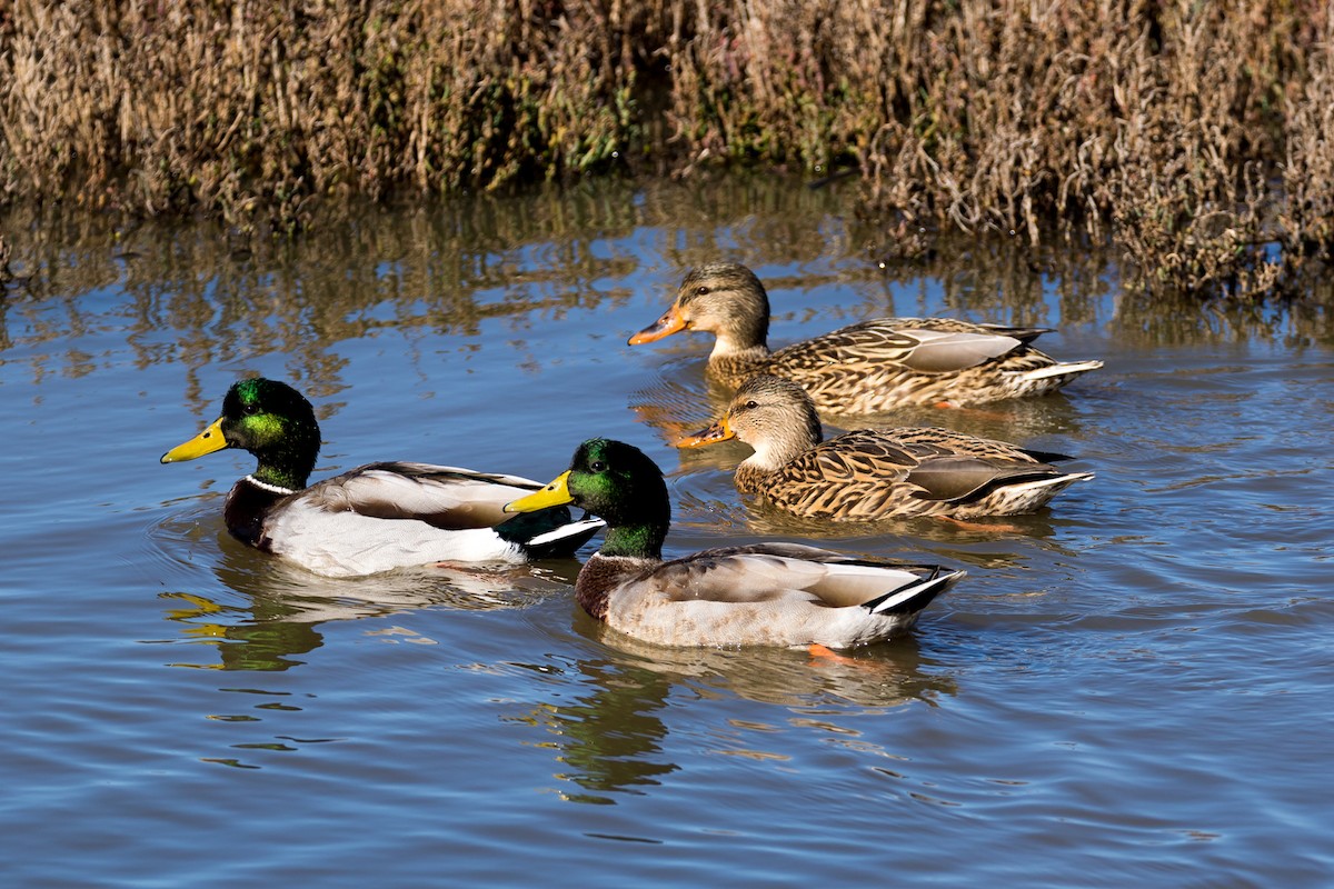 Canard colvert - ML82915501