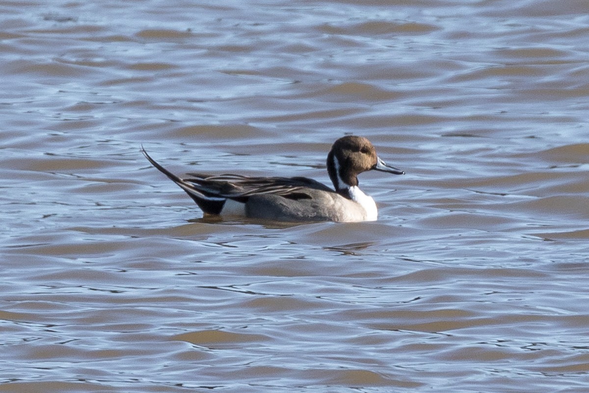 Northern Pintail - ML82915611