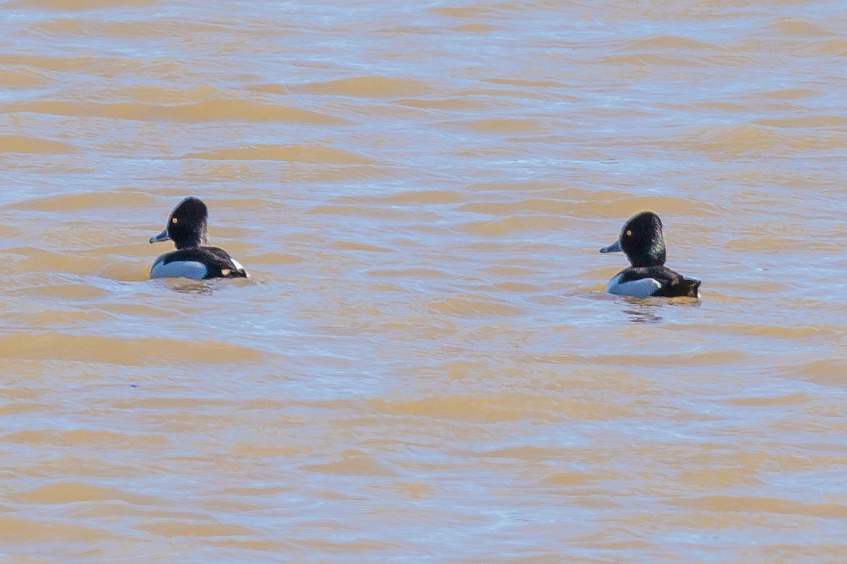 Ring-necked Duck - ML82915741