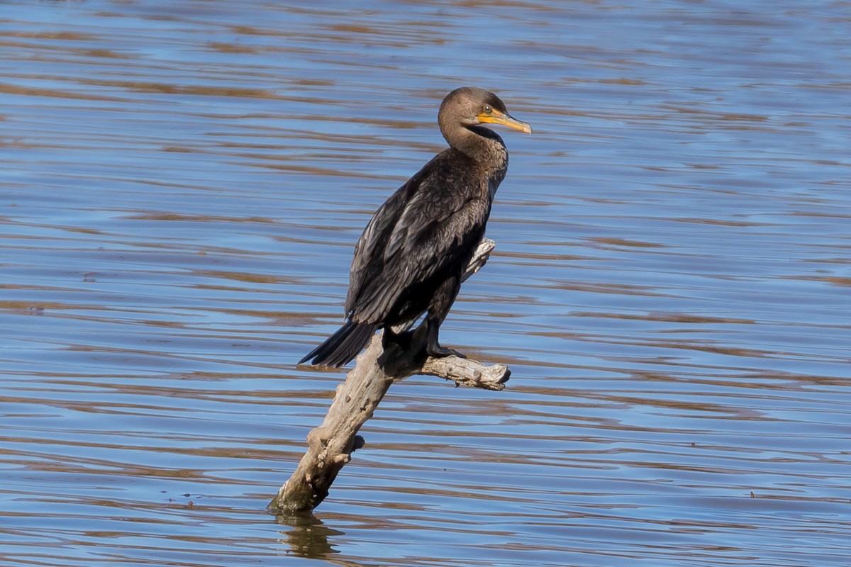 Double-crested Cormorant - ML82915891