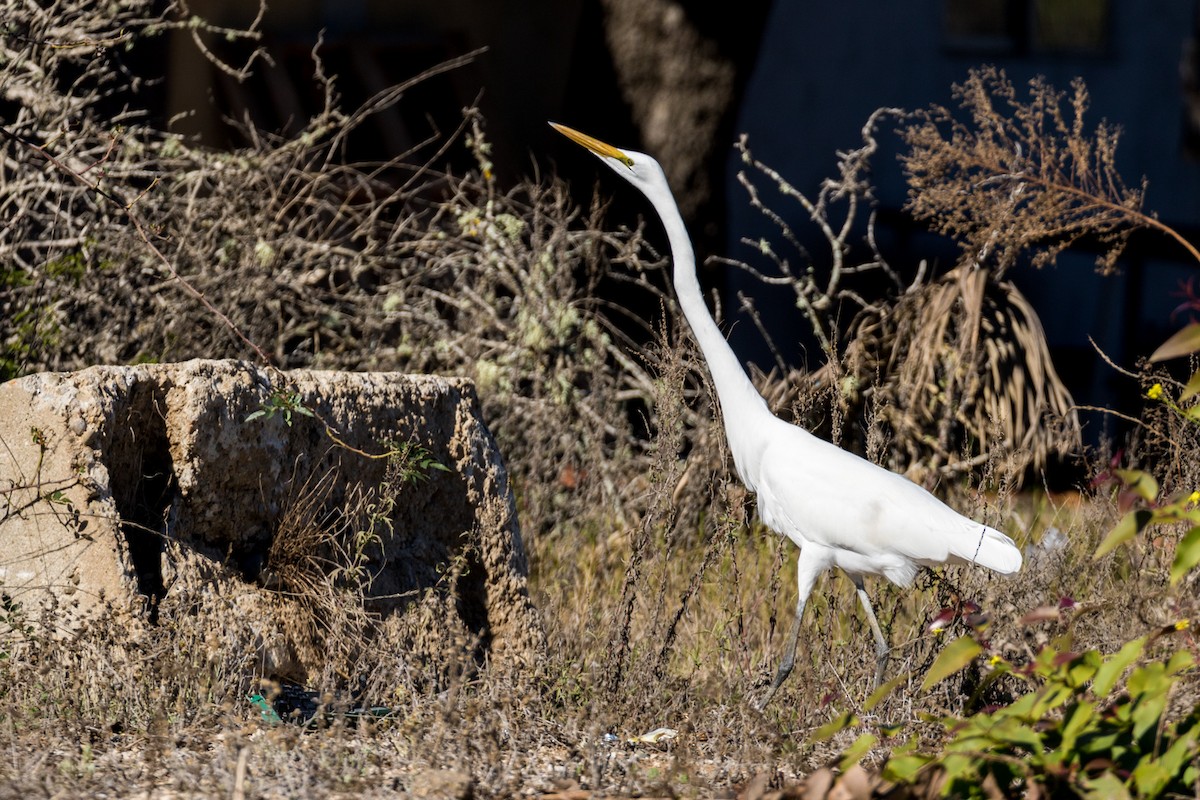 Great Egret - ML82915991