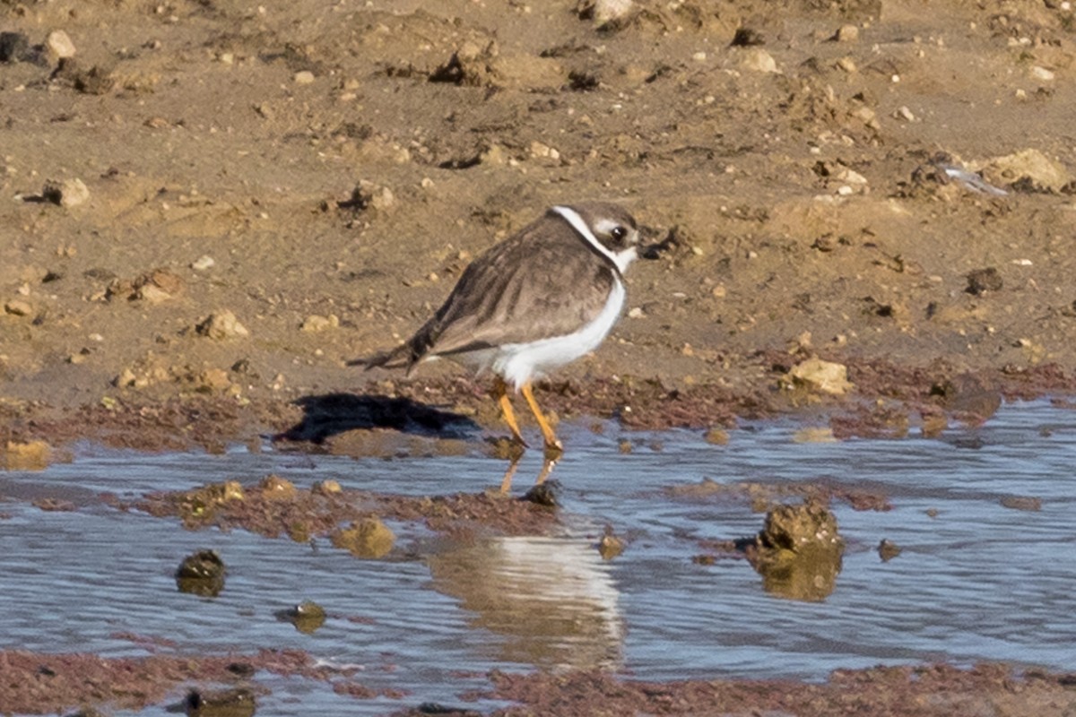 Semipalmated Plover - ML82916131