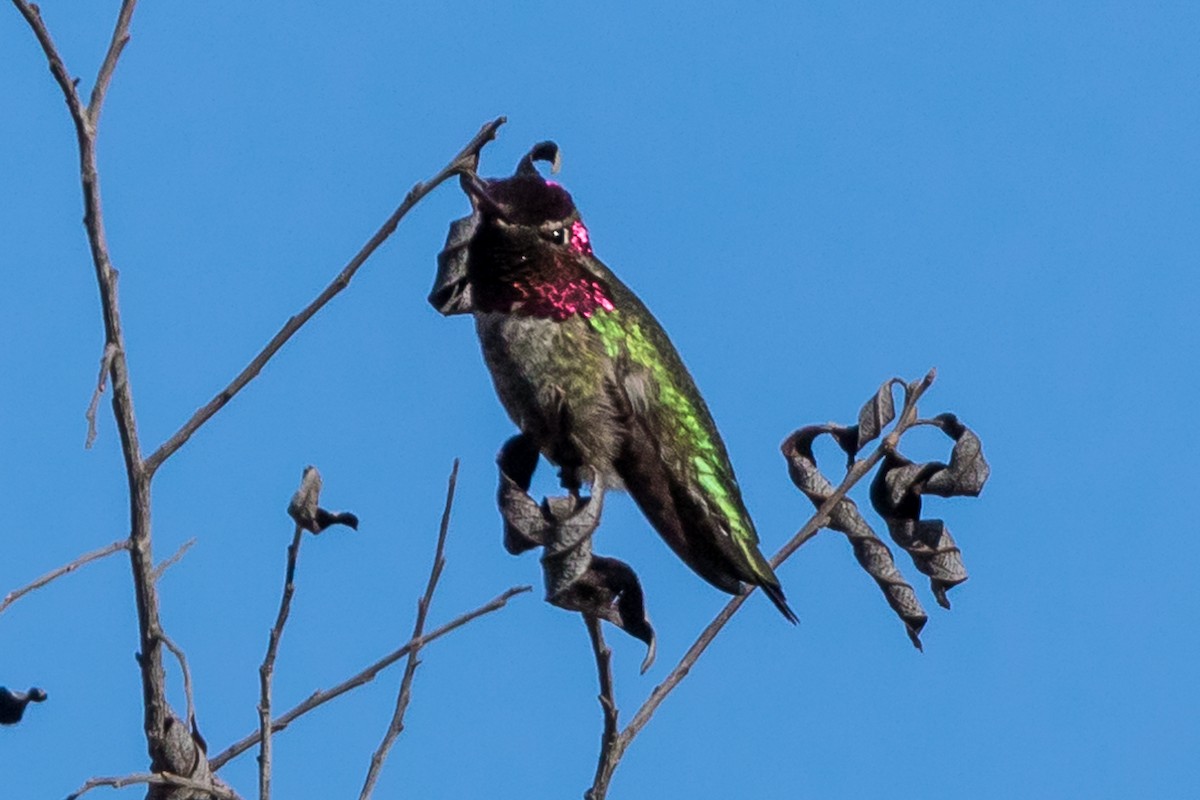 Anna's Hummingbird - ML82916251