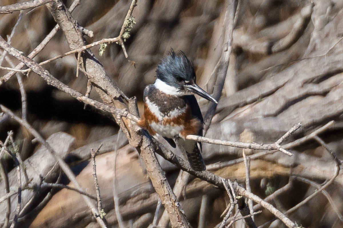 Belted Kingfisher - ML82916341