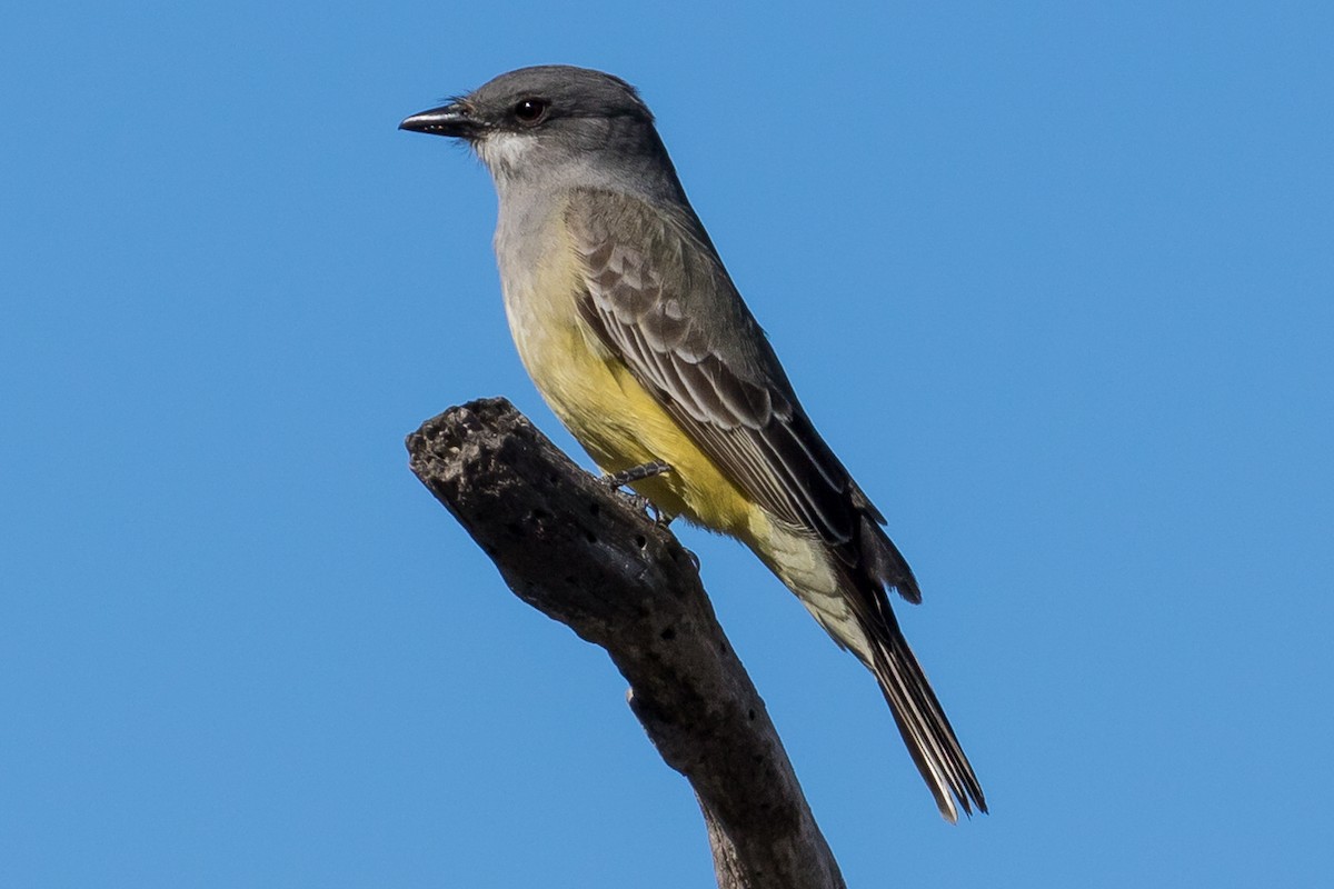 Cassin's Kingbird - ML82916501