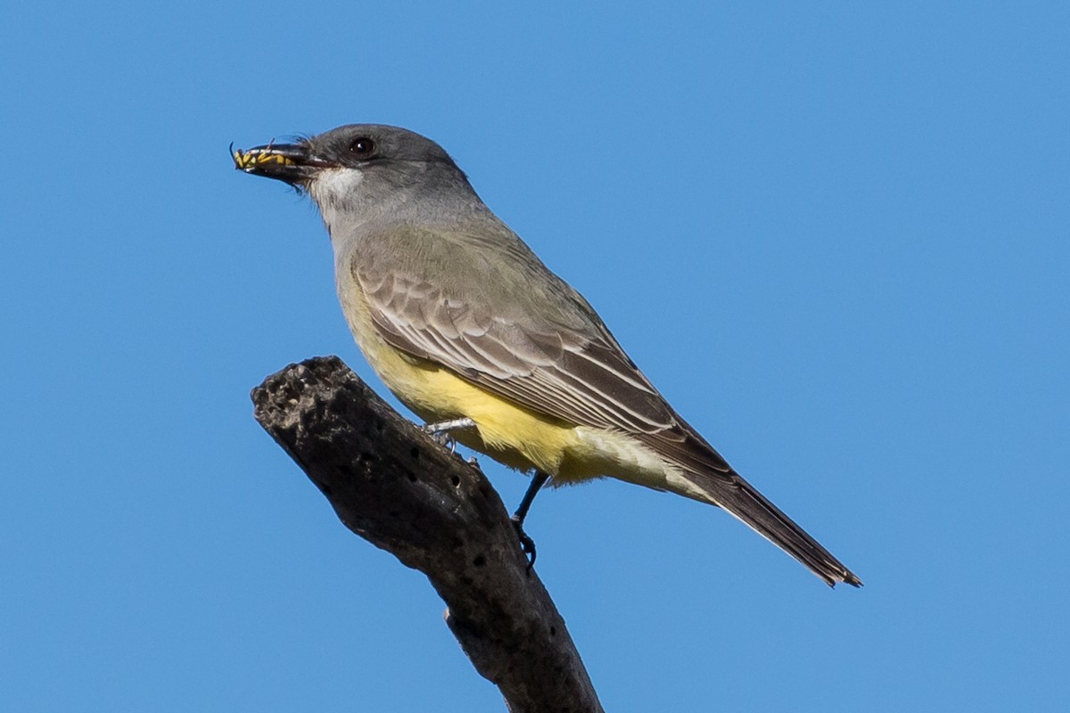 Cassin's Kingbird - ML82916511