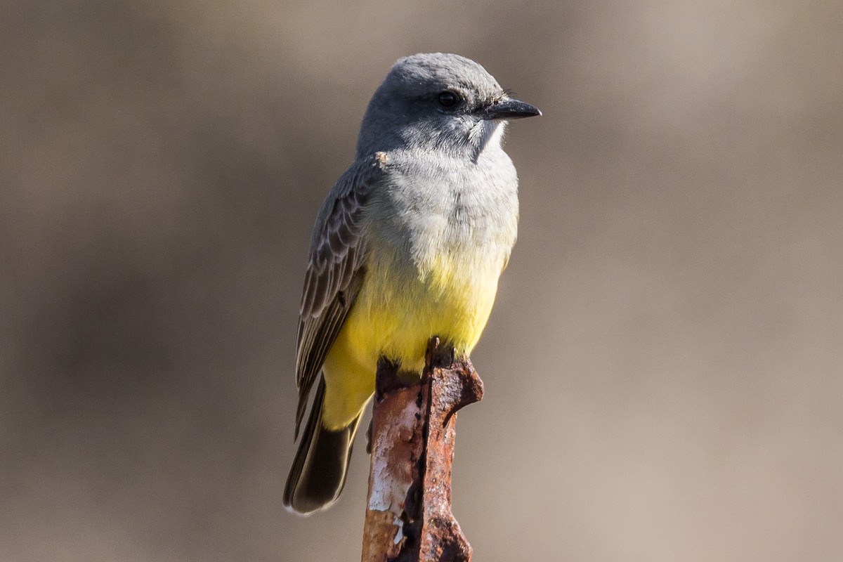 Cassin's Kingbird - ML82916531